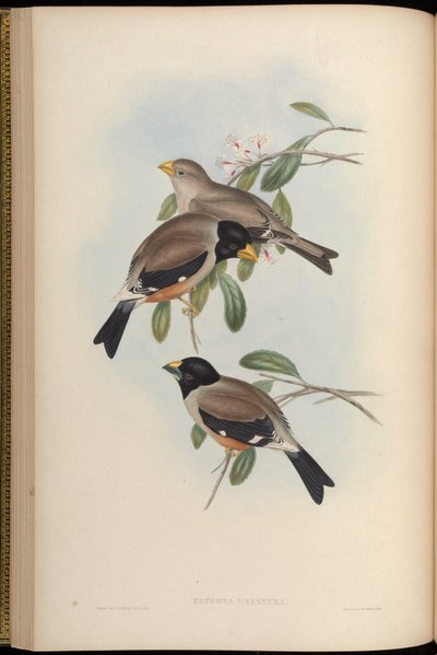 Eophona melanura = Eophona migratoria von John Gould